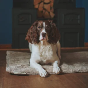FlexDog tørremåtte / 70x110